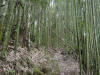 這就是司立富瀑布連結到神木群的竹林步道