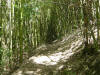 這是司立富瀑布分岔點之前未走的竹林步道